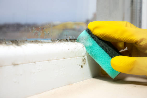 Trusted Diberville, MS Mold Removal Experts